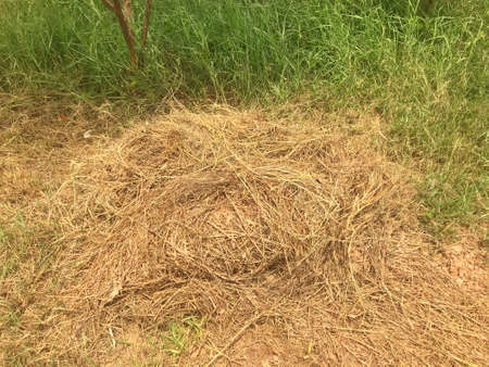 A haystack in the gardenの写真素材