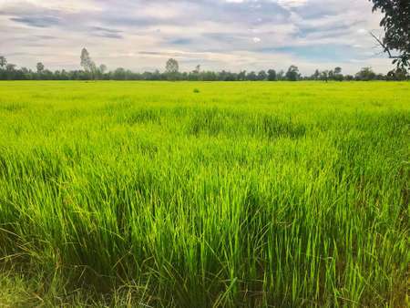 Landscape of The rice field in Thailandの写真素材