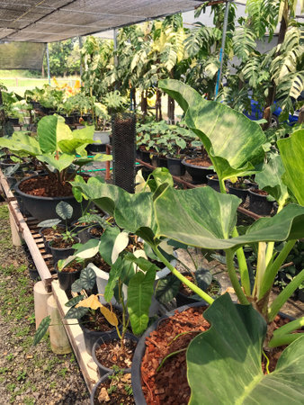 Foliage plants in the garden.の写真素材