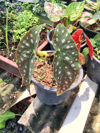 Begonia maculata plant in a pot.の写真素材