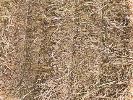 Haystack or dry straw backgrounds and textures.の写真素材