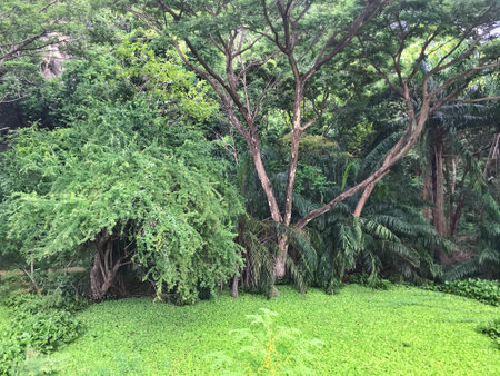 Outdoor tropical garden forest, Green leaf plant nature background.の写真素材