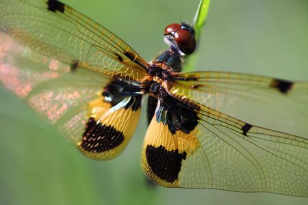 dragonfly of Thailandの写真素材