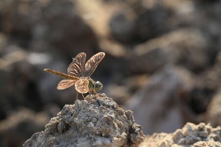 dragonfly of Thailandの写真素材