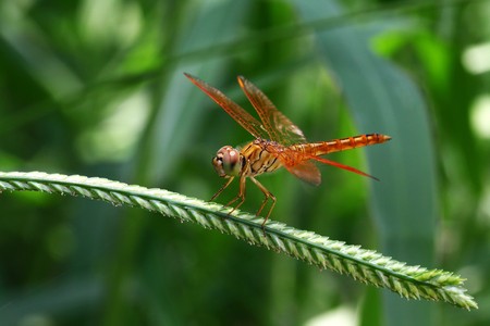 dragonflyの写真素材