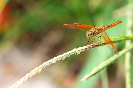 dragonflyの写真素材