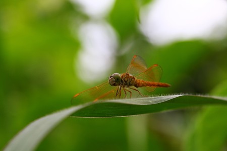 dragonflyの写真素材