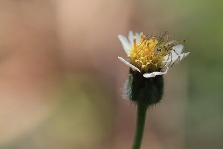 flowerの写真素材