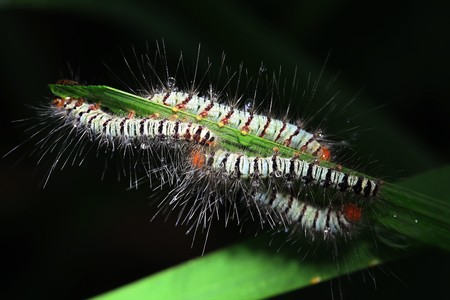 wormの写真素材