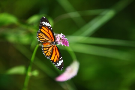 Butterflies eat pollen.の写真素材