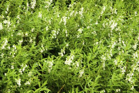 small white flowers in the garden ,shallow focusの写真素材