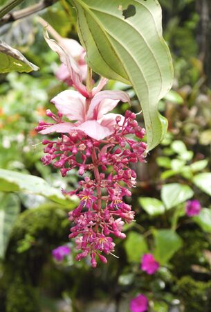 one type of festoon flowers in tropical rain forest,Chiangrai,Thailandの写真素材