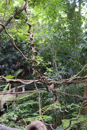 bunch of mountain vine in natural tropical rain forest,Chiangrai,Thailandの写真素材