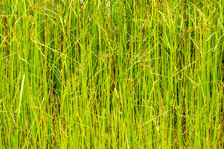 water grass in nature scene of rural area in Chiangrai,Thailand,shallow focusの写真素材