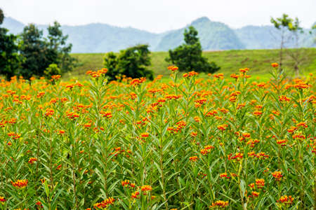 small vivid flowers in garden,shallow focusの写真素材