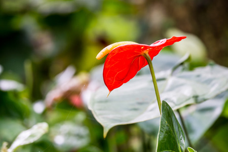 red boy flower in tropical garden,Chiangrai,Thailandの写真素材