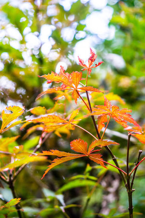 maple tree,leaf and branch,shallow focusの写真素材