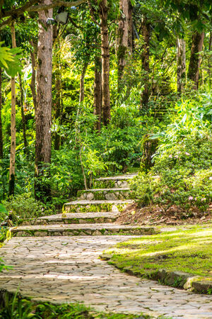 nature tropical forest,Chiangrai,Thailandの写真素材