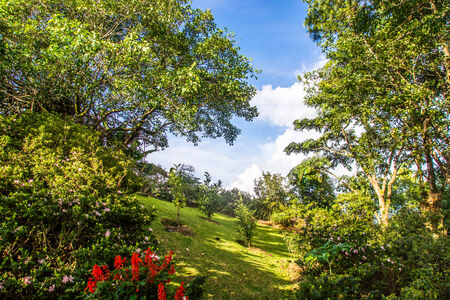 tropical garden and blue sky,Chiangrai,Thailandの写真素材