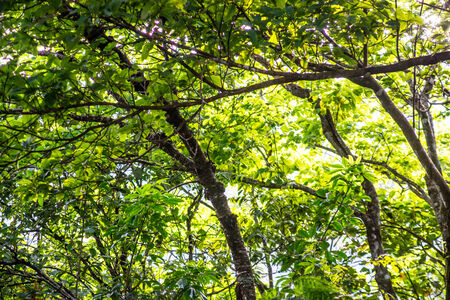 tree leaves and branch in forest,shallow focus