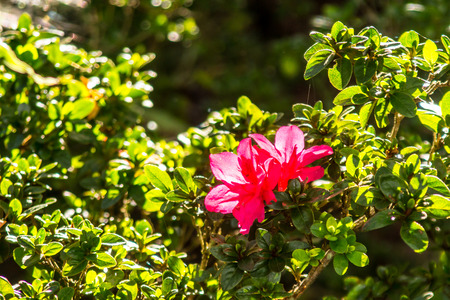 pink azalea flower in hight mountain,Chiangrai,Thailandの写真素材