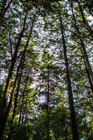 pine tree branch and leaves in nature scene,shallow focusの写真素材