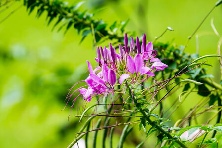 pink flower in garden,shallow focusの写真素材