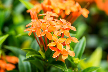 orange flower in garden,shallow focusの写真素材