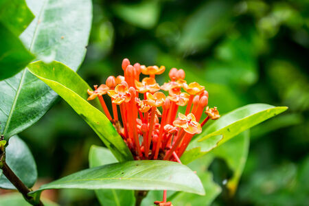 small orange flower in tropical garden,shallow focusの写真素材