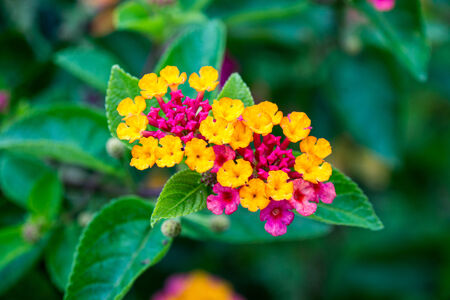 small colorful flower in tropical garden,shallow focusの写真素材