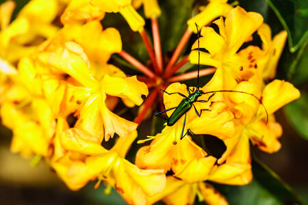 green insect on yellow flower in tropical forest,shallow focusの写真素材