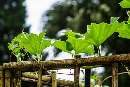 leaf of climber in tropical garden,shallow focusの写真素材