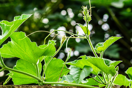 leaf of climber in tropical garden,shallow focusの写真素材