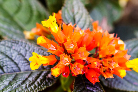 group of small yellow and orange flower intropical gardenの写真素材