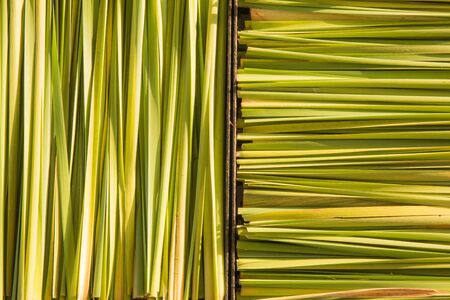 green leafの写真素材