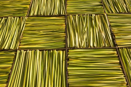 green leafの写真素材