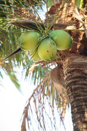coconut treeの写真素材