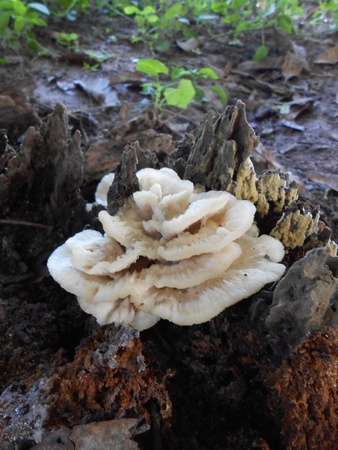 White mushrooms on a tree stump の写真素材