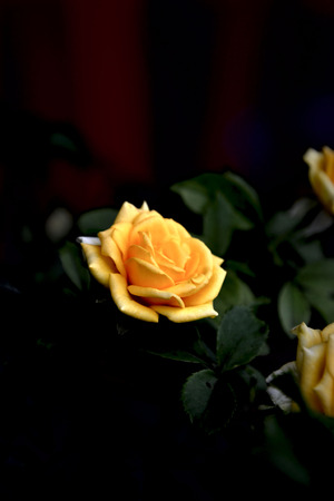 love flowerの写真素材