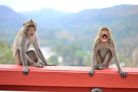 Monkey Templeの写真素材