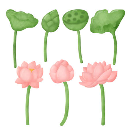 Water color Lotus set.のイラスト素材