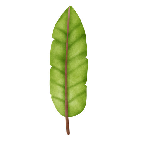 Watercolor banana leaf isolated on white background. Hand drawn illustration.の写真素材