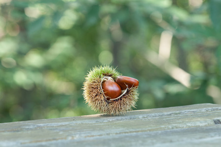 Kidney properties Pain and fatigue around the waist. Flaccid leg weakness Help strengthen the muscles of the stomach and intestines.の写真素材