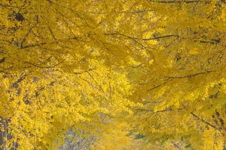 Ginkgo,Maidenhair treeの写真素材