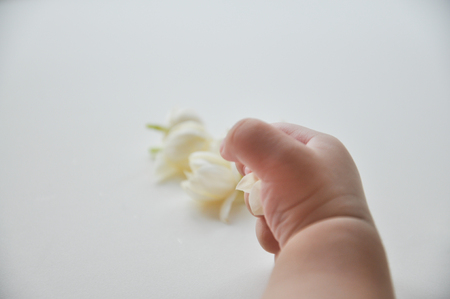 little hand of little baby play with white flowers jasmineの写真素材