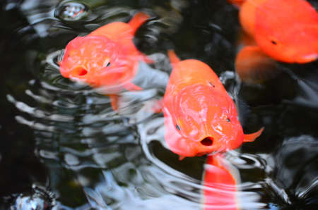 lion head goldfish の写真素材