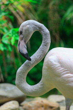 White Flamingoの写真素材