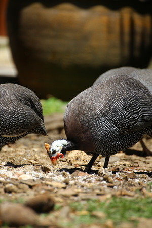 Guineafowlの写真素材