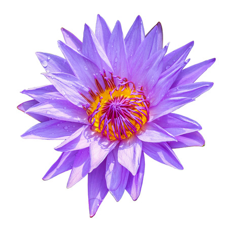 Lotus flower on white backgroundの写真素材
