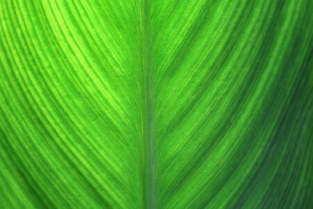 Green canna leaf backgroundの写真素材